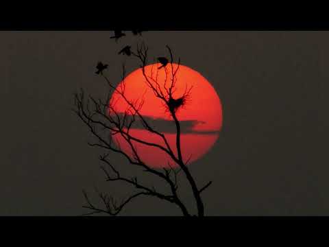 Tobi A, Marvin Gredda, Shadrien Forst- Thirst(Official Audio)