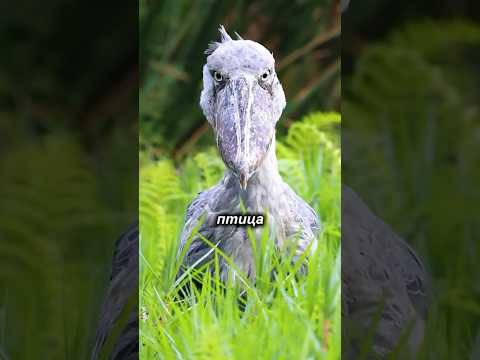 🦤☠️Самая страшная птица в мире