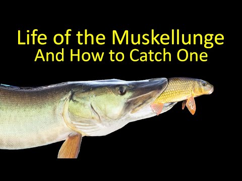 The Life of the Muskellunge and How to Catch a Musky