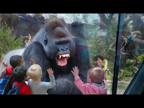 Quand les animaux du Zoo attaquent les humains