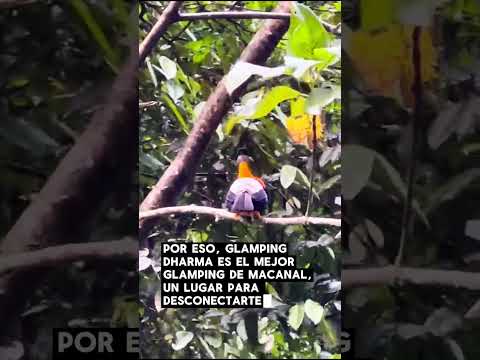 Glamping Colombia DHARMA Macanal Boyaca 🏡