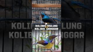 Download lagu BAHAN MASTERAN KOLIBRI WULUNG MIX KOLIBRI MANGGAR GACOR mp3