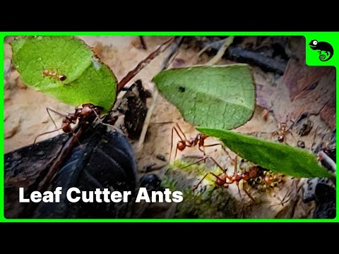 Why Are Leaf Cutter Ants LOSING THEIR HEADS?