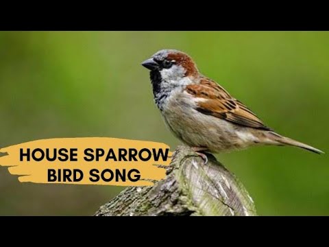 House Sparrow Sounds, Calling, And Chirping