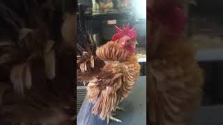 Frizzled Male #1