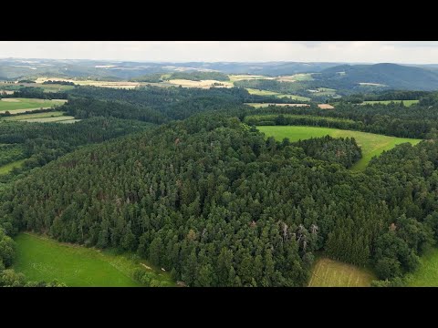Nachhaltige Forstwirtschaft und Biodiversität in Niederösterreichs Wäldern
