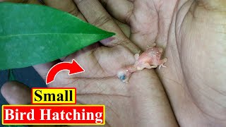 Small Bird Hatching | AND Rescued | Birds and Animals Planet