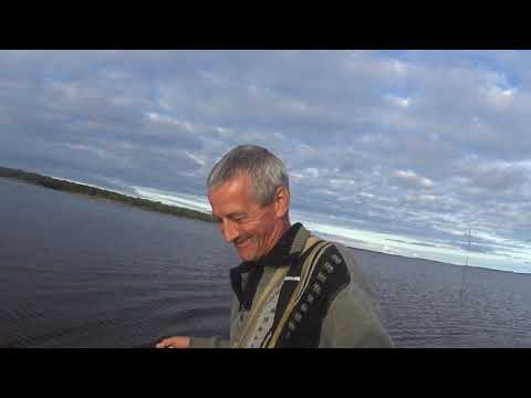 ДЕРЕВЕНСКИЙ ПРОМЫСЕЛ/РЫБАЛКА В БРОДНЯХ/ПОЛНАЯ СЕТКА КАМБАЛ/НА БЕЛОМ МОРЕ! 2-часть