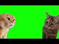 Green Screen Talking Cats Meme Relationship Cats Meme