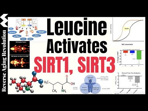 Leucine Activates The Longevity Genes SIRT1 & SIRT3, Amplifies Results With NMN, Metformin