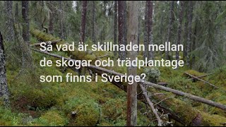 Vad är skillnaden mellan en skog och ett trädplantage? (Del av pedagogiskt material)