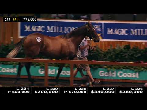 Lot 232 - Dundeel (NZ) x Miss Finland (AUS)