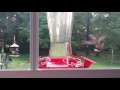 Hummingbirds at daybreak 2017