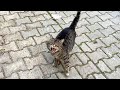Angry Tabby Cat Hisses At Me From A Certain Distance