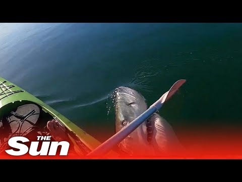 ホオジロザメが歯でカヤッカーに突進する瞬間 #shorts