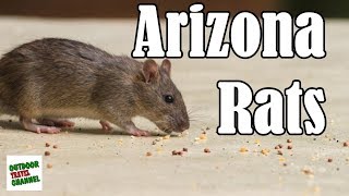 Arizona Rats & Rodents, How To Prevent Them