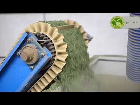 .Stages of parsley production