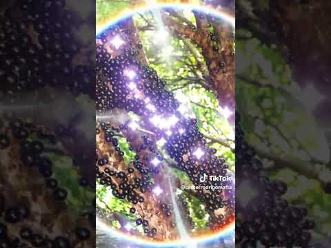 Saudade de Hidrolândia