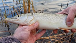 Где ловят щуку в кургане на открытую воду