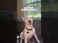 Bro tried to hide #dogs #funny #dogshorts #brainrot #comedy