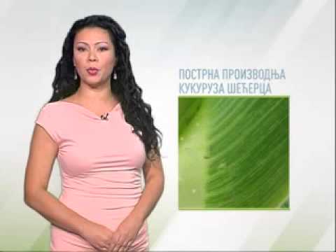Zelena prognoza 1.9.2014. - Pojave u postrnim usevima