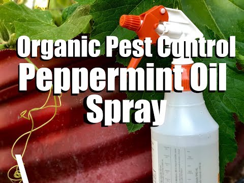 , title : 'Organic Pest Control / Water &  DIY Peppermint Oil Spray / Spider Mites & Aphids on Cucumbers'