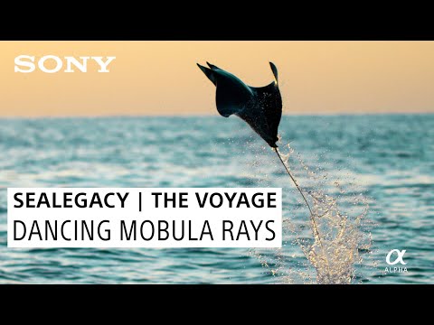 Dancing Mobula Rays in the Sea of Cortez: SeaLegacy | The Voyage