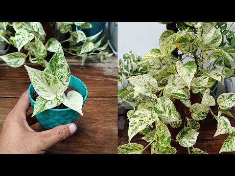 How to grow Marble Queen Pothos from Cuttings