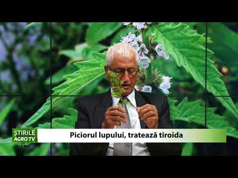 Piciorul lupului tratreaza tiroida 19 10 2020