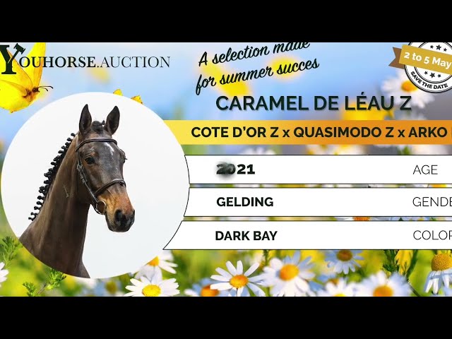 Caramel de Léau Z cross fences