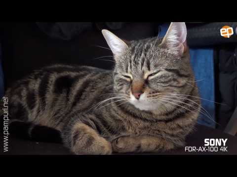 First 4K pictures with SONY FDR-AX100 (My cat in 4K)