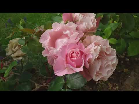 роза ДАФНА обзор
