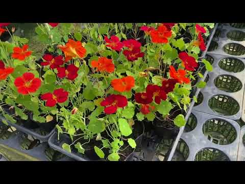 園芸 庭のキンレンカ、大型のキンレンカ