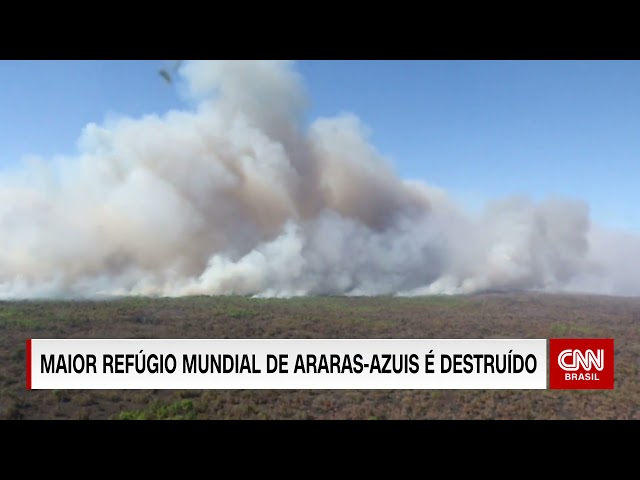 Maior refúgio mundial de araras-azuis é destruído pelo fogo no Pantanal