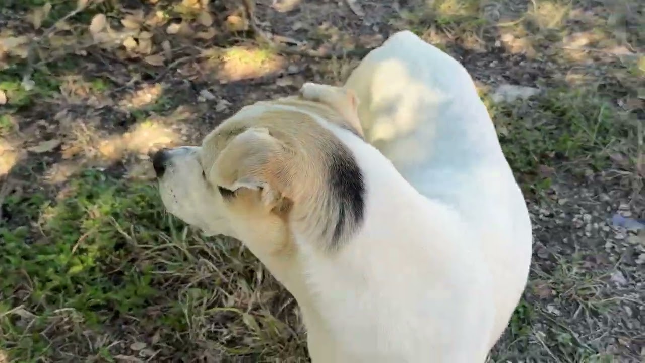 Enlarge Titus, a Adoptable mixed breed in San Antonio, TX video 6/6