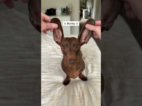 Which is your favourite? 🤔🤔🤔 #puppy #yoda #dobby #dachshund #sausagedog