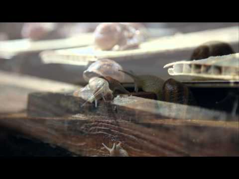 Hodowla ślimaków - "SlowFarm" - Jedzenie i zaloty