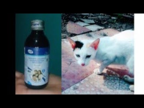 Cat😿:-Please help me...give me Medicine For My Cough😢Me:-Anybody know any cough syrup.Comment it😢