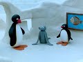 Pingu S03e02 Pingu At The Museum Dvdrip Xvid