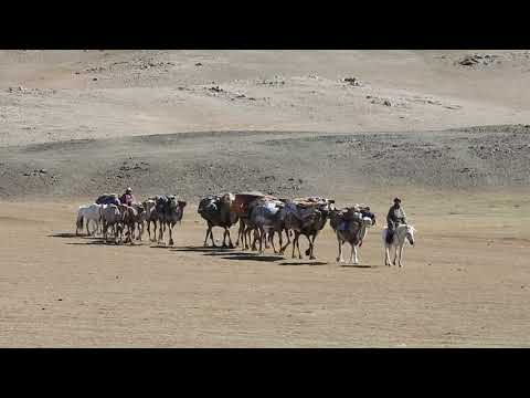 Camel Migration in Western Mongolia.