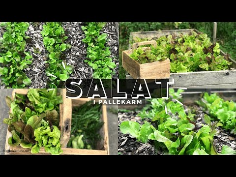 , title : '🌱HVORDAN DYRKE SALAT ENKELT OG BILLIG | Kjøkkenhage med salat i pallekarm #hageinspirasjon'