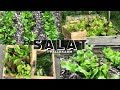 🌱HVORDAN DYRKE SALAT ENKELT OG BILLIG | Kjøkkenhage med salat i pallekarm #hageinspirasjon