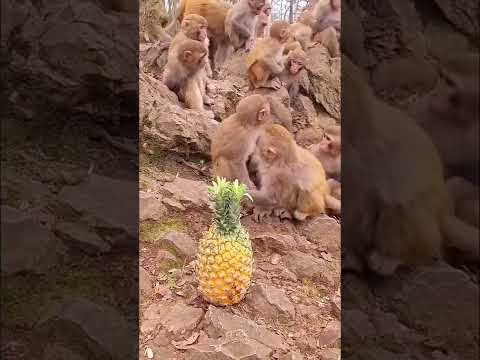 #feeding pineapple to the hungry monkey #monkey #foryou #animals #thedodo #dodo #saveanimal #shorts