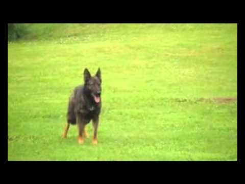 Cassiopea Yucero Bohemia - obedience 9.6.2012