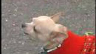 MORNINGWOOD NEW YORK GIRLS VIDEO