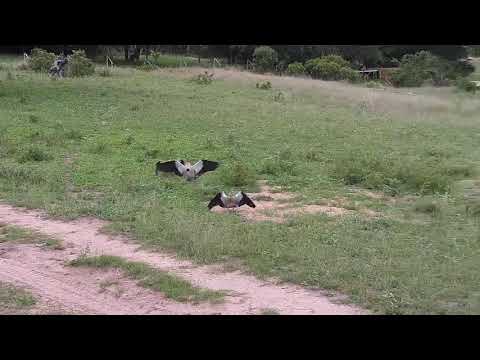 Djuma: Egyptian Geese fighting - 07:56 - 11/26/20