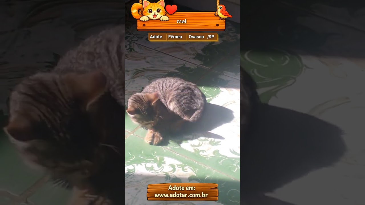 Gato raça SRD-ViraLata idade 2 a 6 meses nome mel
