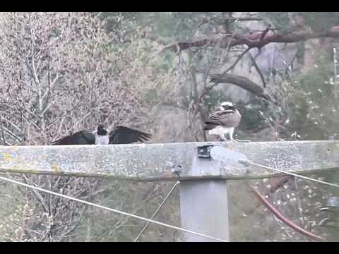 Fischadler Besuch von Nebelkrähe /Osprey visited by Hooded Crow