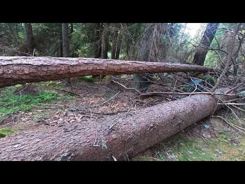 Palu del Fersina - Campionato Trentino Long