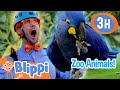 Animals Pets And Zoo Trip Blippi And Meekah Best Friend Adventures Educational Videos For Kids